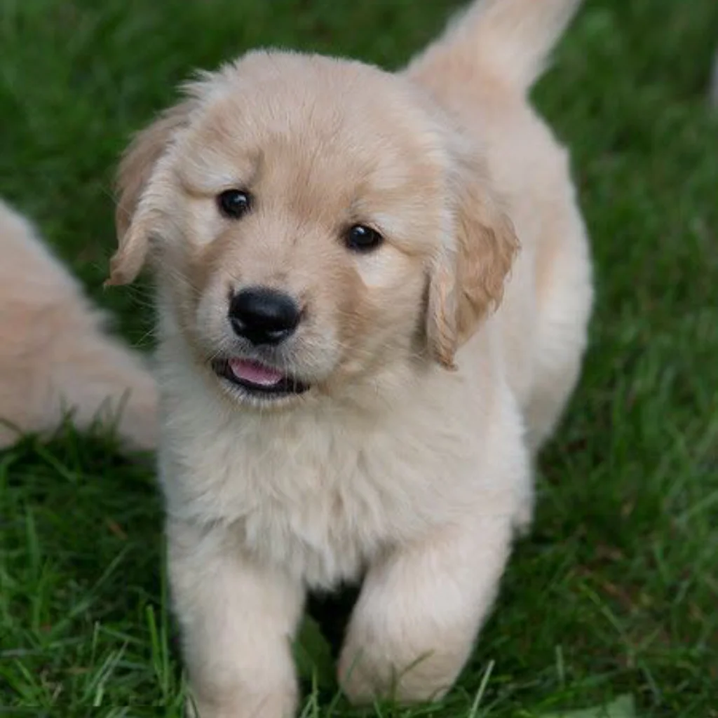 Nutrición ideal para un Golden Retriever cachorro