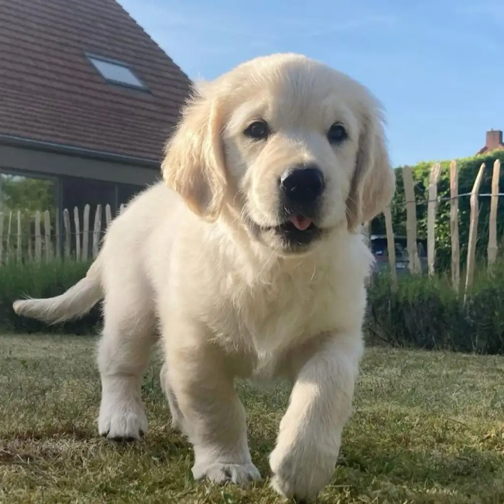 Golden Retriever hembra claro Luna