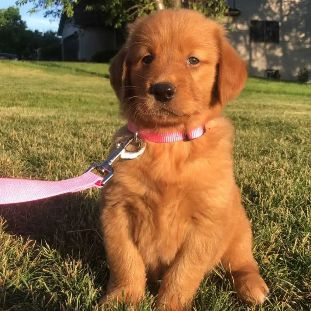 Golden Retriever macho dorado Max