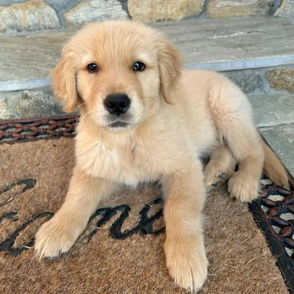 Golden Retriever Hembra