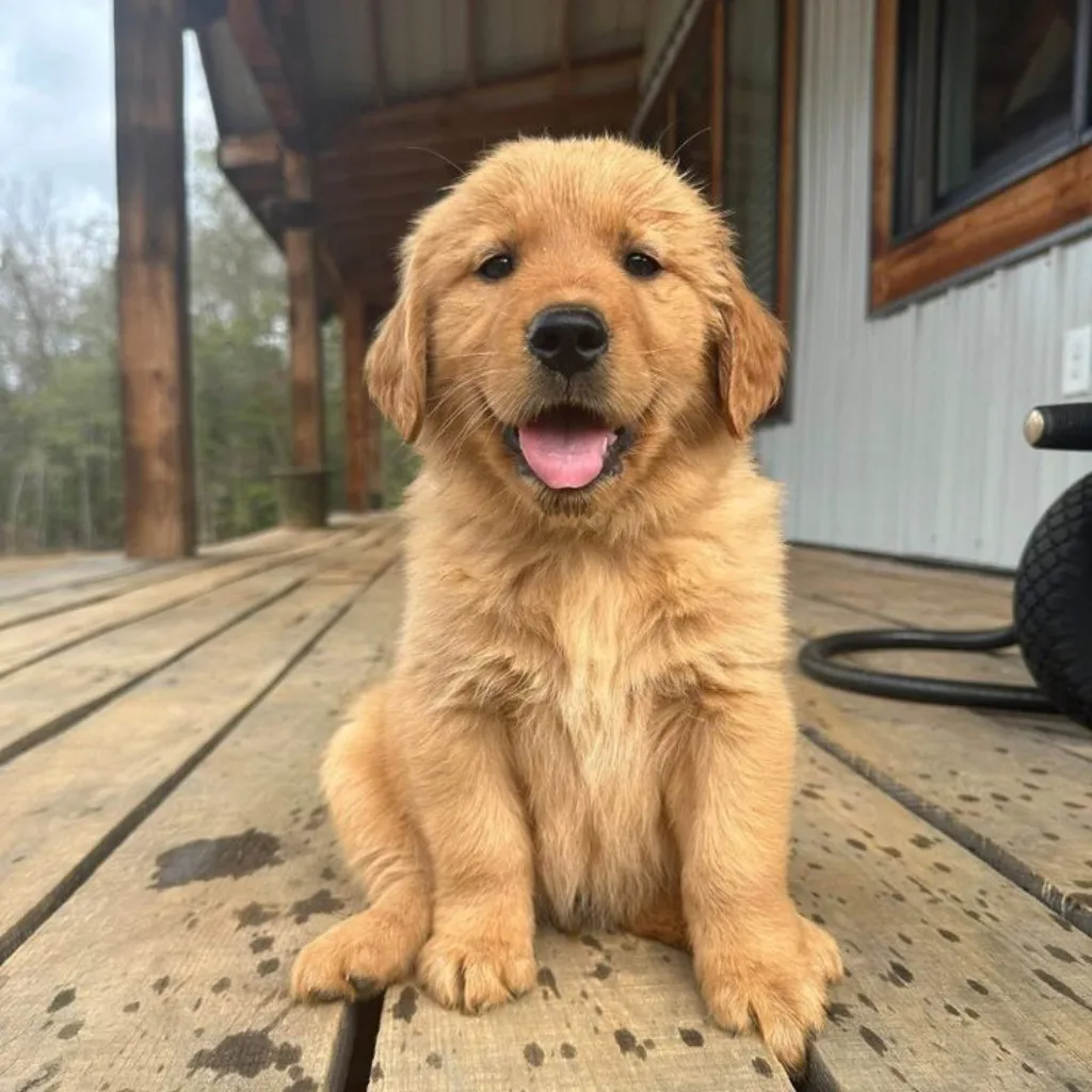 Golden Retriever macho adulto